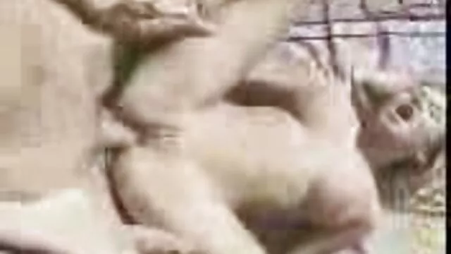 Yang video bokep hot crot paling populer, perbudakan, Koleksi, 2. Bagian B